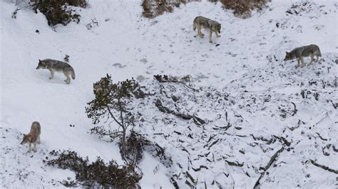 Wolves that nearly died out from inbreeding recovered, now helping Isle Royale’s ecosystem